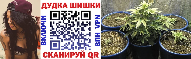 Купить закладки  Павловская  МАРИХУАНА сатива 